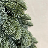 Nobilis kerstboom